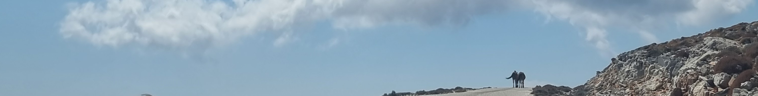 a photo of horses in the wild in Skyros island in greece, with background the sea